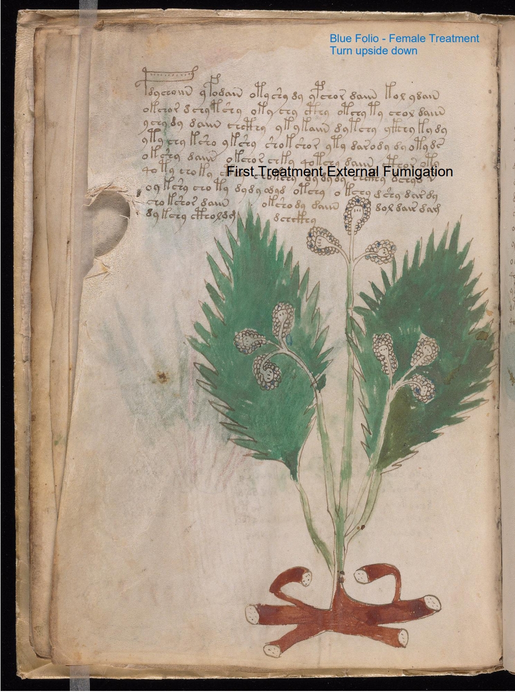 Secondary labelled diagram of Folio 14v